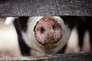 Agronomski fakultet pomaže bjelovarskim svinjogojcima