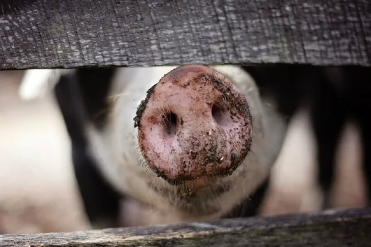Agronomski fakultet pomaže bjelovarskim svinjogojcima