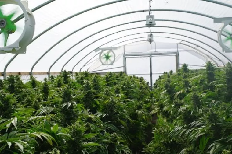 Osamdesetogodišnjaka 'opalila po džepu' plantaža marihuane najmoprimca
