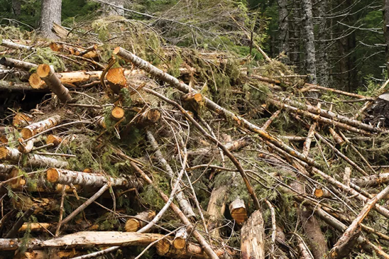 Radoš: Biomasa može biti poluga razvoja, nužna je nova energetska strategija