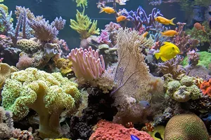 Australija spašava Veliki koraljni greben