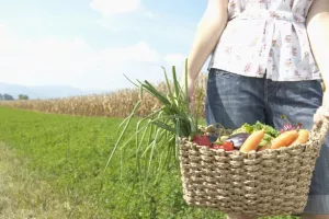 Cijena proizvodnje povrća pala za 16 posto