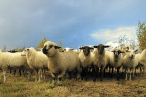 Uzgoj svinja i ovaca u porastu