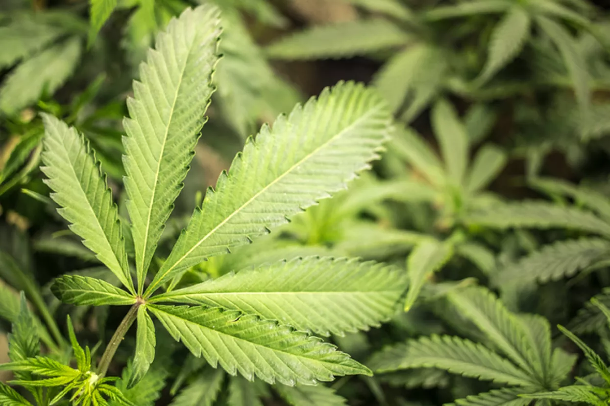 Kanada prva država G7 koja je legalizirala kanabis