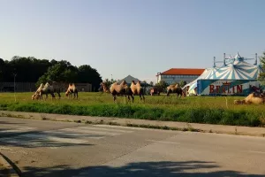 Neobičan prizor iz Zaprešića: Deve pasu pored zgrada i kuća