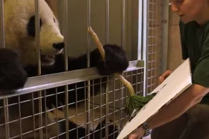 Djela slikarice pande iz bečkog Zoo-a uskoro idu u prodaju