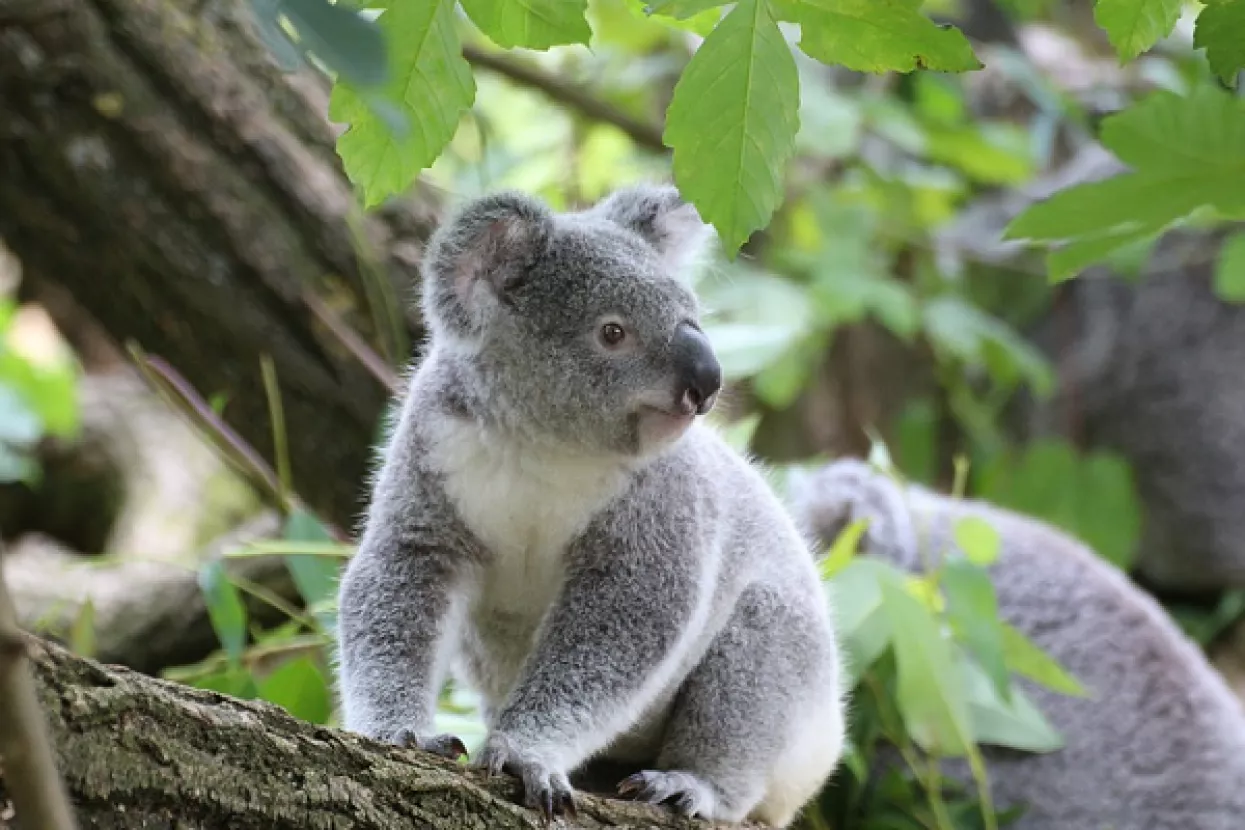 Krčenje šuma 'kritično ugrožava' opstanak koala u Australiji