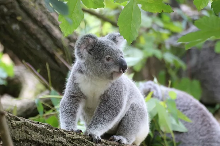 Krčenje šuma 'kritično ugrožava' opstanak koala u Australiji
