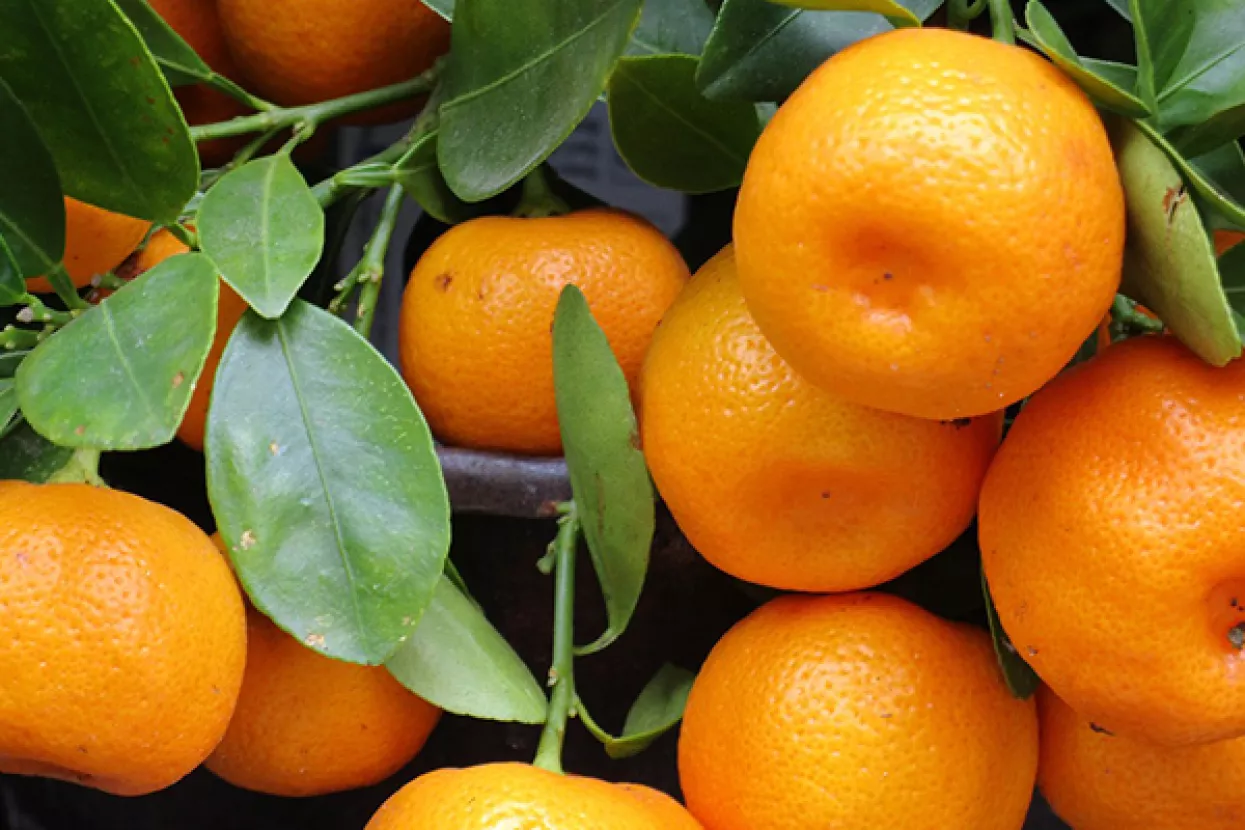 Očekuje se 60 tisuća tona mandarina, čak trostruko više nego lani