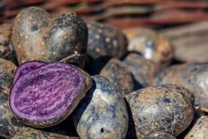 Zašto saditi obični krumpir od 2 kune kada se plavi prodaje po 30 kuna za kilogram
