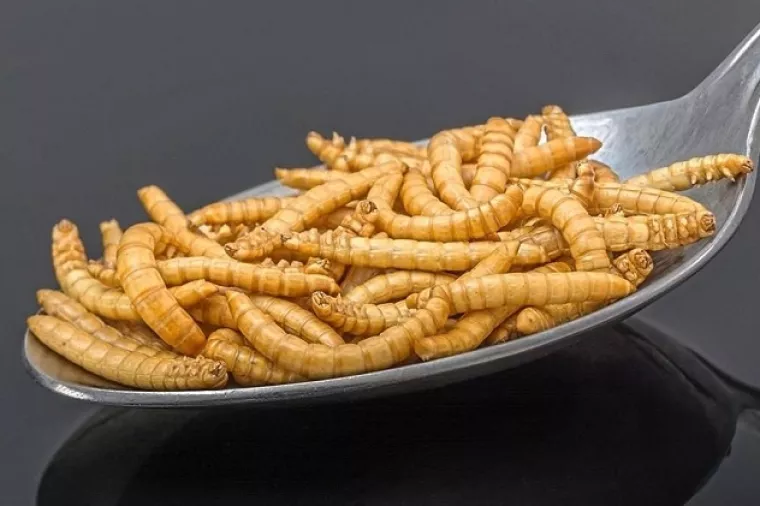 Rješenja za spašavanje svijeta: Bioekonomija nas želi nahraniti kukcima i bakterijama