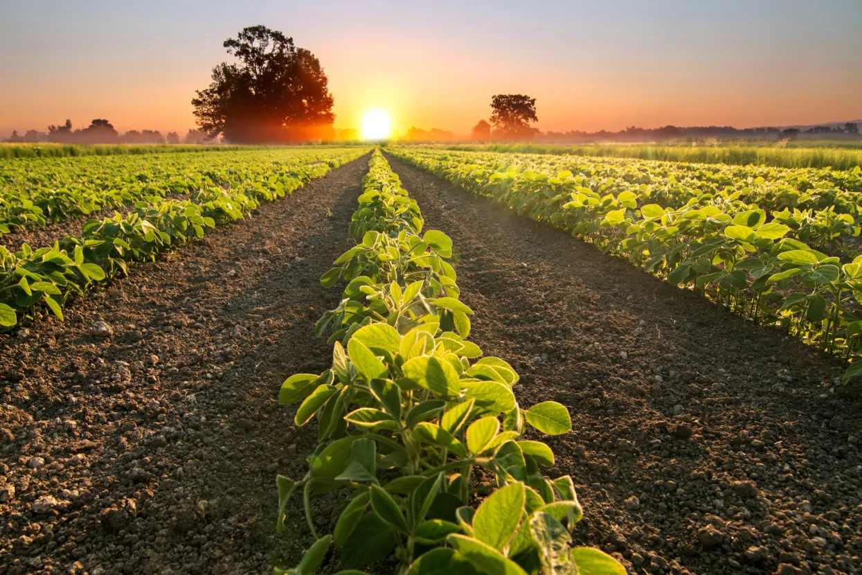 Tako se diže cijena - američki farmeri stopirali prodaju sojinog zrna jer očekuju još veću cijenu u siječnju