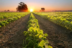 Tako se diže cijena - američki farmeri stopirali prodaju sojinog zrna jer očekuju još veću cijenu u siječnju