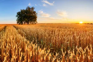 Korona kriza neće ugroziti tržište pšenice, u RH očekujemo urod od oko 750.000 tona