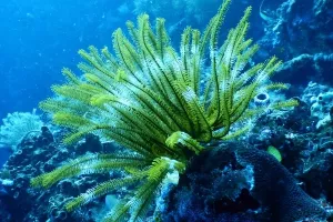 Svjetski dan oceana: WWF poziva vlade na &quot;Plavu strategiju oporavka&quot;