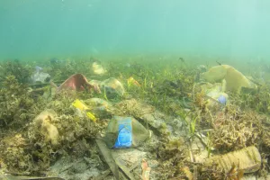 Iako su autora proglasili lažovom, Seaspiracy je vrijedan svake minute