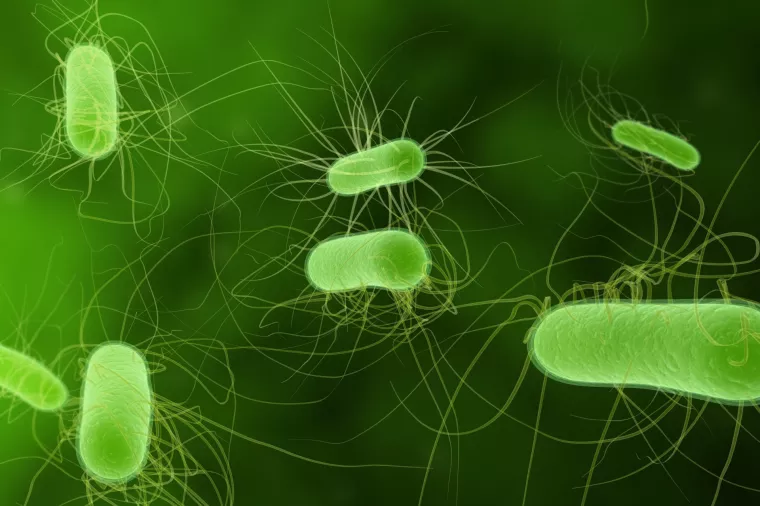 Bioračunalo od Escherichije coli može svašta