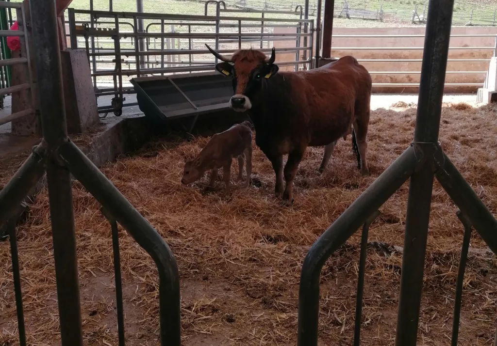 Natura Beef planira udvostručiti proizvodnju eko mesa i otvoriti još dva maloprodajna mjesta