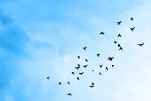 Birds flying in the blue sky.<br>cijene lete u nebo, leteći, ptice, nebo