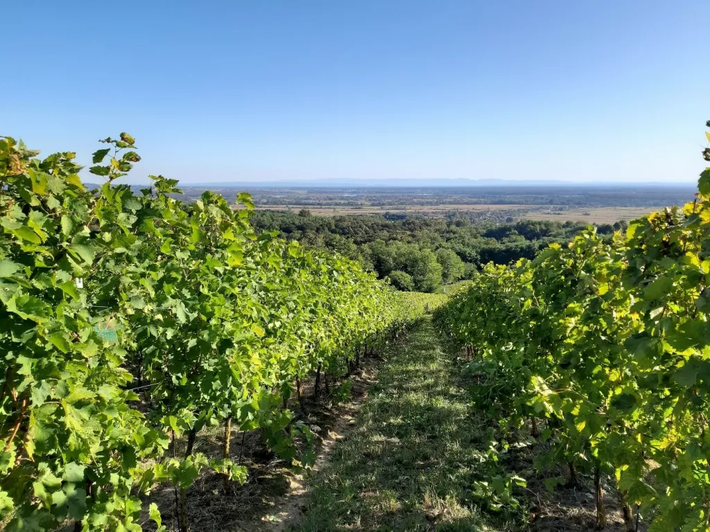 MoslaVina i Kutina