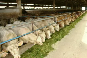 Baby Beef, udruga, stoka, tov