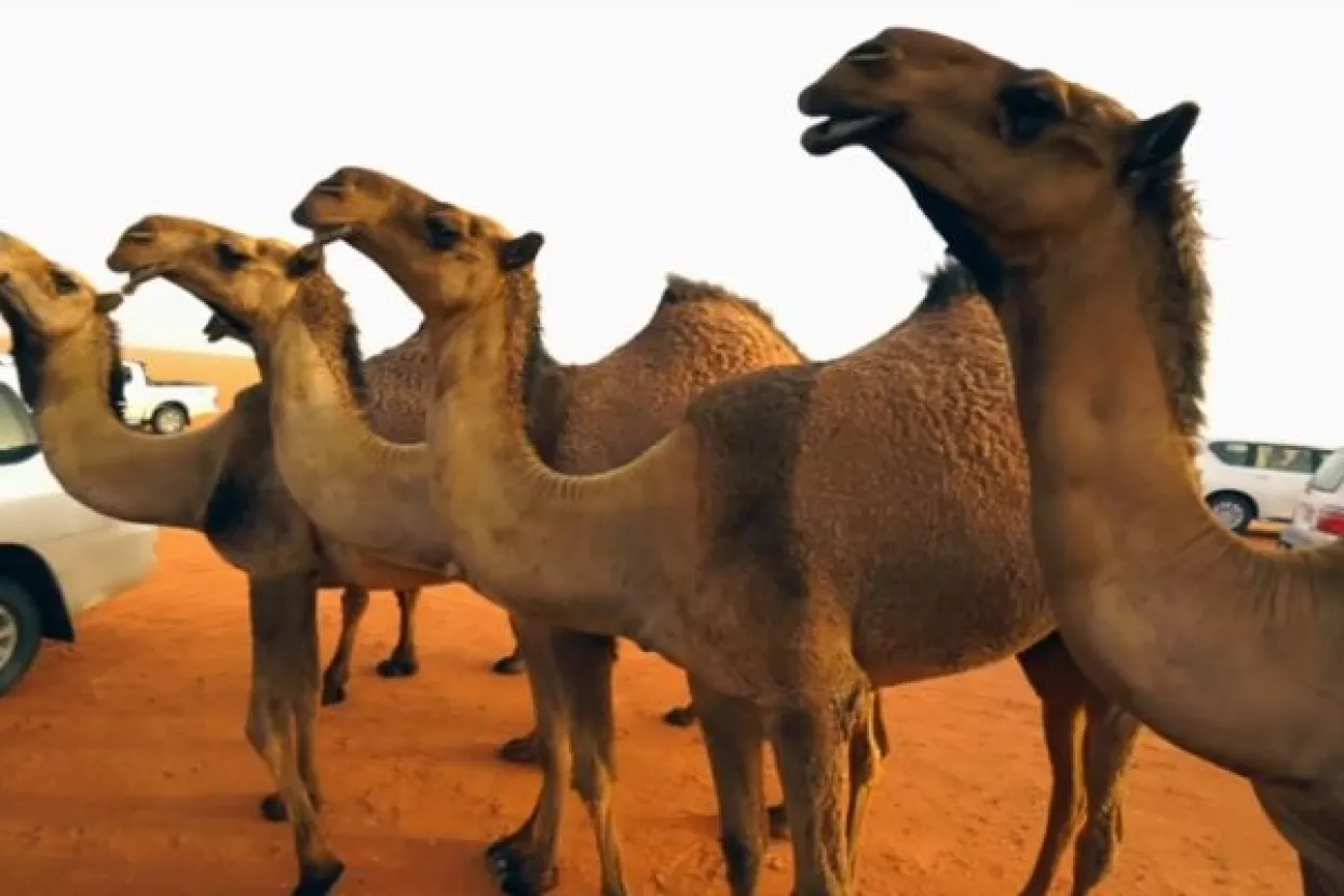 Novo tržište: U Dubaiju cvate biznis kloniranja deva