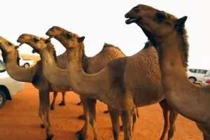 Novo tržište: U Dubaiju cvate biznis kloniranja deva