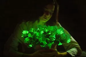 Genetski uređene petunije proizvode neonsko zelenu nijansu zahvaljujući dodatku DNK iz vrste bioluminiscentne gljive nazvane Neonothopanus nambi koja se obično nalazi u tropskim šumama