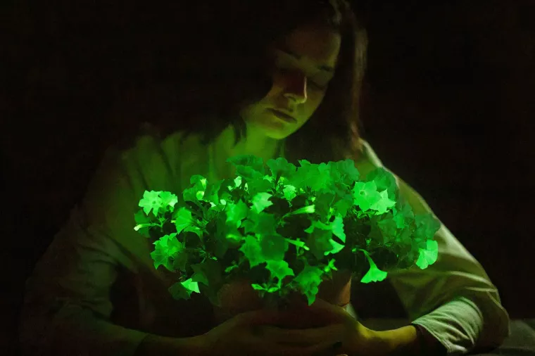 Genetski uređene petunije proizvode neonsko zelenu nijansu zahvaljujući dodatku DNK iz vrste bioluminiscentne gljive nazvane Neonothopanus nambi koja se obično nalazi u tropskim šumama