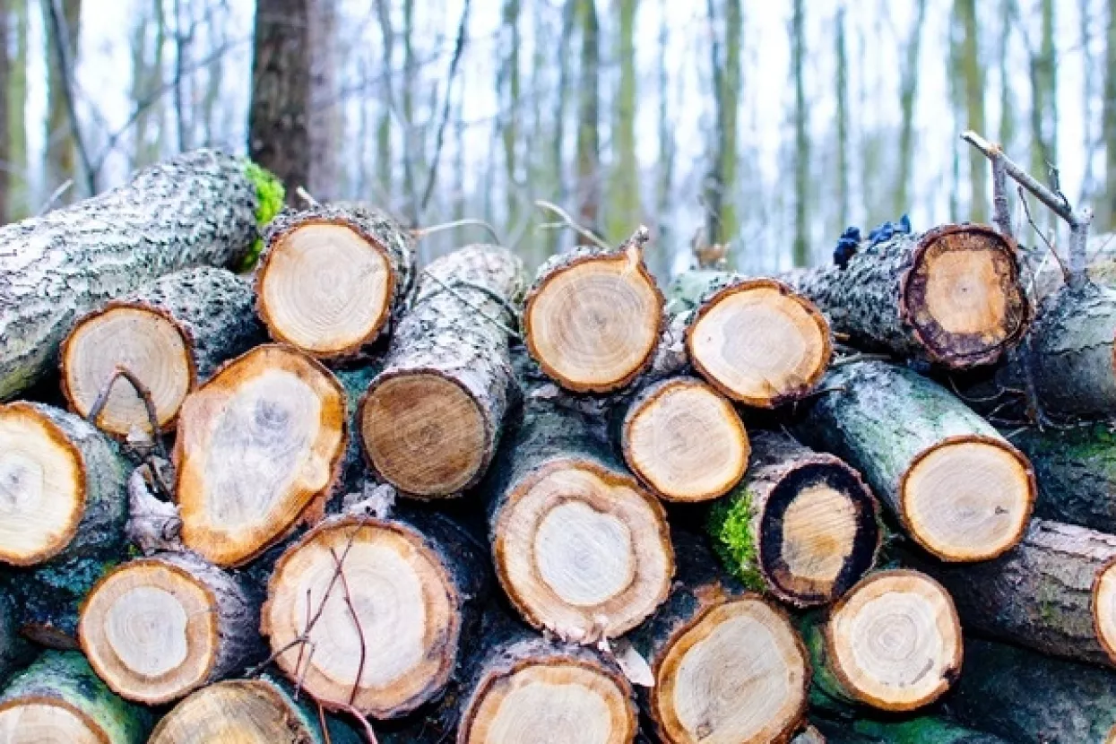 Vjerovali ili ne, Hrvatske šume prvi put imaju višak trupaca