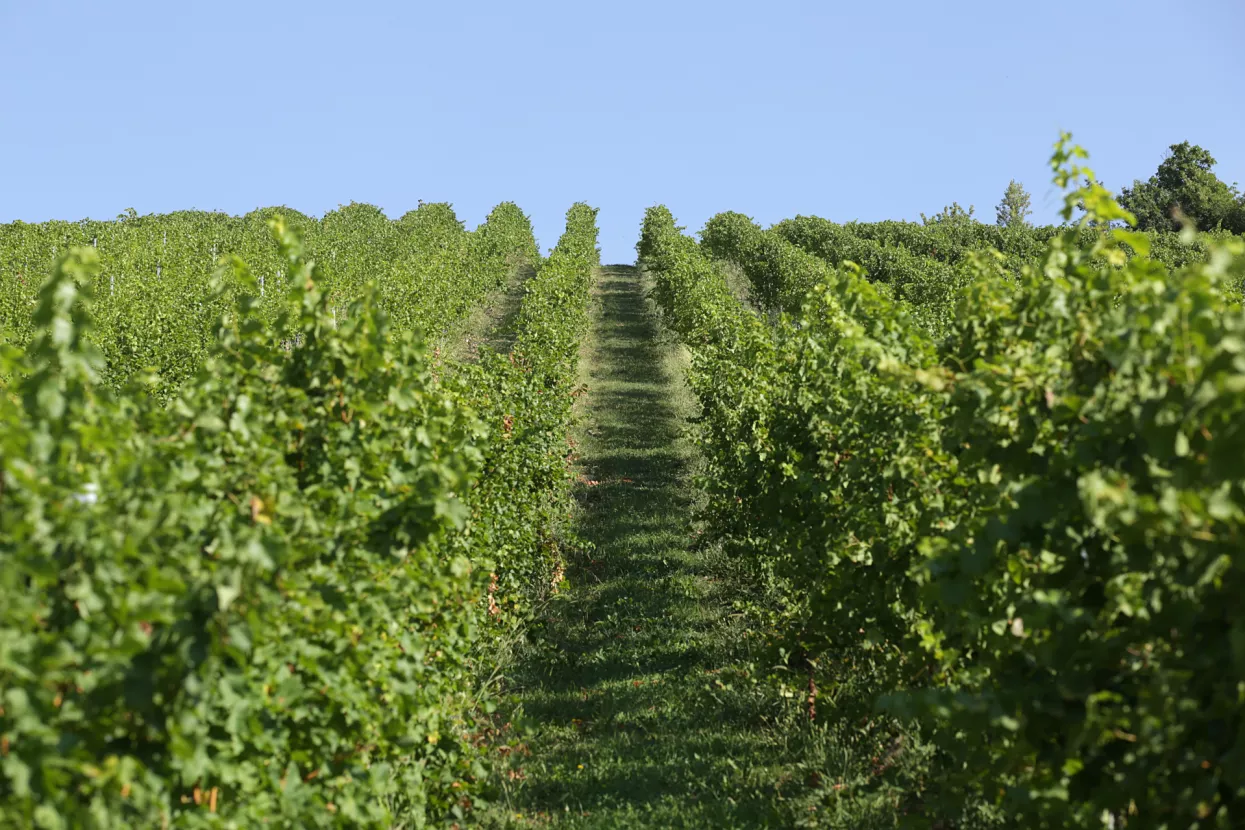 Mladina vinograd