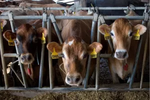 U Ministarstva gospodarstva i održivog razvoja vjeruju da je europskim propisom protiv deforestacije i degradacije &scaron;uma stvorena dodatna prilika za hrvatsku industriju da se, gdje je to moguće, &scaron;to vi&scaron;e okrene kori&scaron;tenju vlastitih sirovinskih resursa u konačnim proizvodima