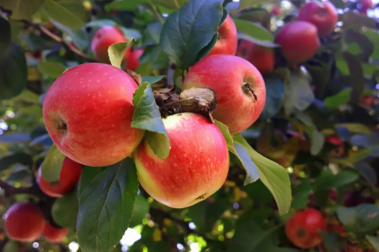 80 godinaUtemeljeno 1942.PZ KRAPINA, Velika VesPod nazivom Sveopća seljačka gospodarska zadruga zagorskih privrednika s.o.j. Krapina utemeljena je Krapina, poljoprivredna zadruga. S radom je započela s upisom u zadružni registar kod Sudbenog stola u Varaždinu 7. siječnja 1942. Zadruga u kojoj je osam zadrugara pretežno djeluje na području svog grada. Bavi se proizvodnjom jabuka na vlastitoj ekonomiji u Velikoj Vesi, proizvodnjom lampiona, te proizvodnjom cijepanog ogrjevnog drva u Lepajcima.