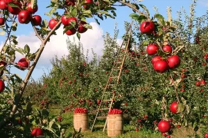 Ministrov sin pokrenuo ovrhu: na prodaju voćnjak od 5,3 milijuna eura