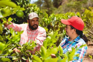 International Coffee Partners, kava