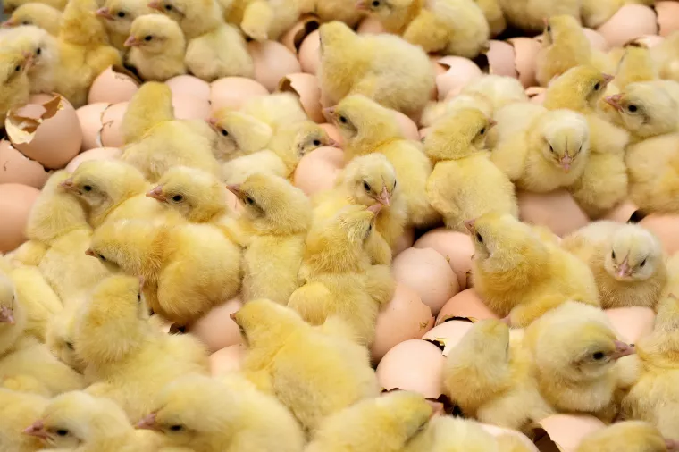 Valionica pilića OPG Fri&scaron;čić