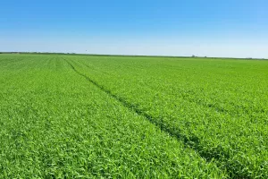 Durum p&scaron;enica, proizvođač Petar Pranjić