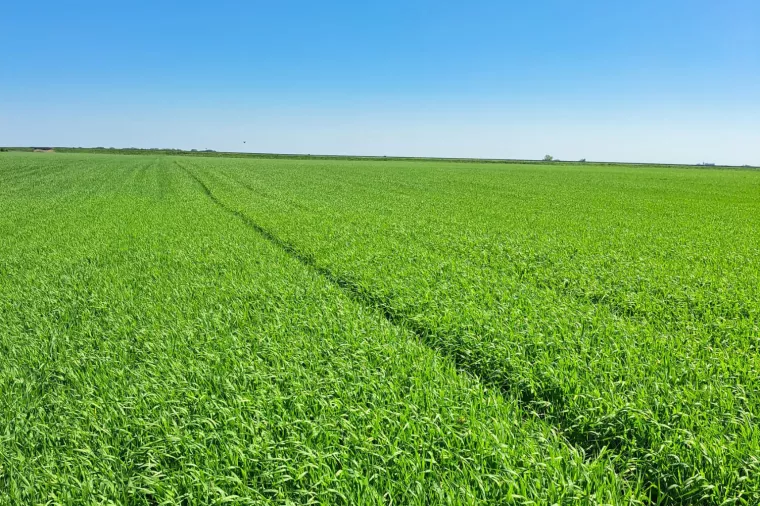 Durum p&scaron;enica, proizvođač Petar Pranjić