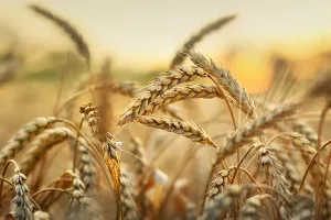 Rast cijena nafte prelijeva se i na ostale robe, najvi&scaron;e na žitarice