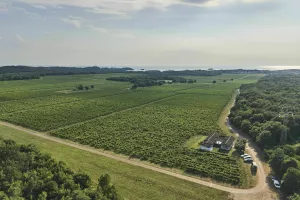 Agrolagunin vinograd u Funtani