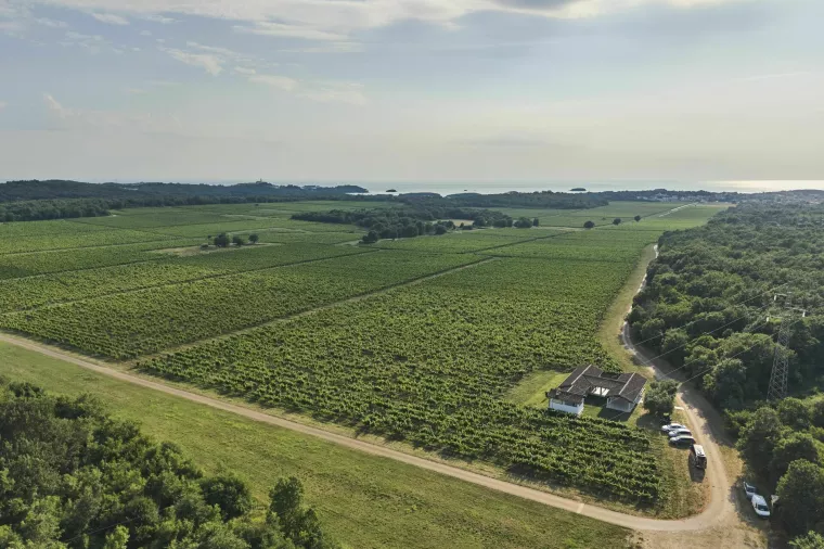 Agrolagunin vinograd u Funtani