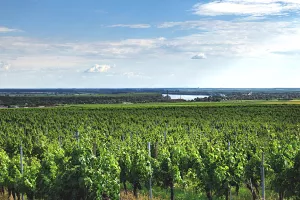 Vinogradi Royal Hilla u Erdutu
