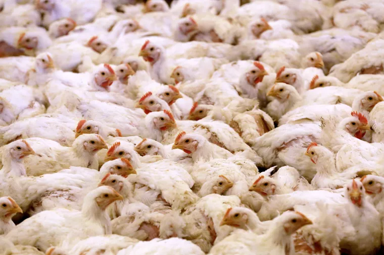 Farme pilića u ZagorjuFarma &Scaron;krlec, Konj&scaron;čina