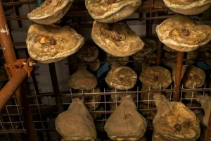 Proizvodnja pr&scaron;uta složena je i dugotrajna s mnogo varijabli koje utječu nakrajnji proizvod. Na gotov dalmatinski pr&scaron;ut utječu kvaliteta i starost sirovine,količina i granulacija soli, temperatura i vlaga u takozvanoj 'vlažnoj fazi'proizvodnje, vremenski uvjeti (broj dana s burom i ki&scaron;nih dana), drvo s kojim sedime pr&scaron;uti, mikroklimatski uvjeti u dimnici i zrionici