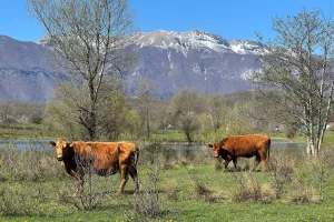 (Primitivna pasmina goveda bu&scaron;a - Ličko govedo - Pasmina ličke bu&scaron;e na plodnim pa&scaron;njacima podno Velebita - Hrvatska